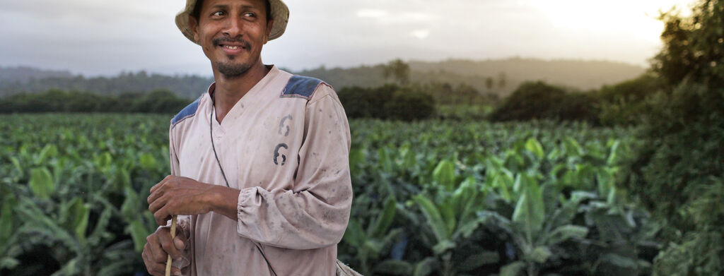 A worker on a Dole Banaan Farm