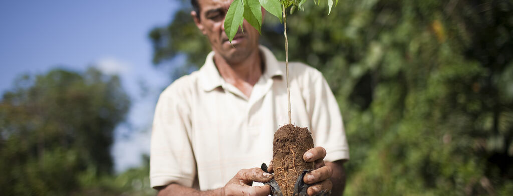 Dole worker with a sapling