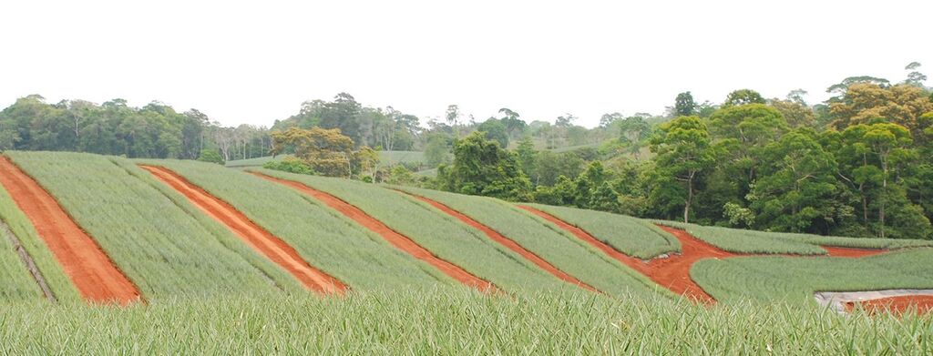 Dole Pineapple Farm