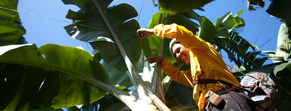 A dole employee on banana farm page