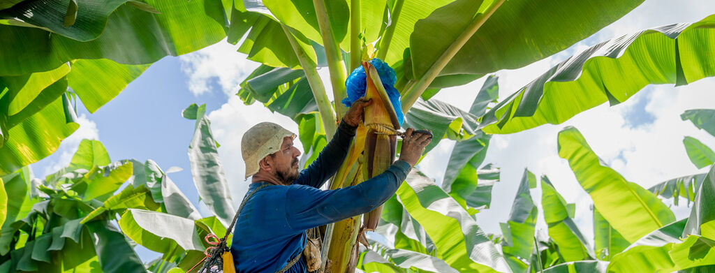 Worker on a Dole Banana Farm