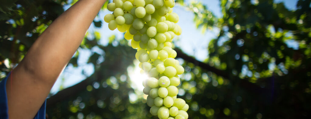 Dole employee holding grapes