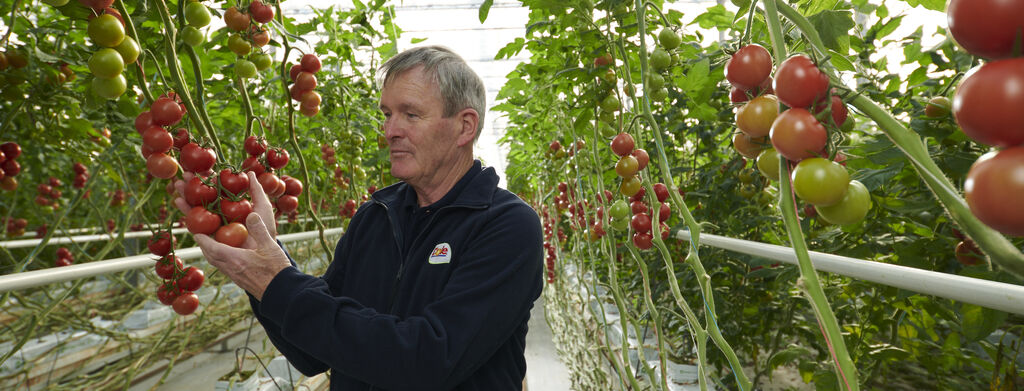 A man standing in a greenhouse holding tomatoes