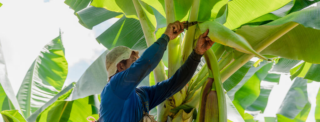 A dole employee on banana farm page