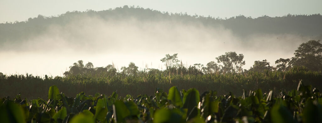Dole Banana Plantation in Mist