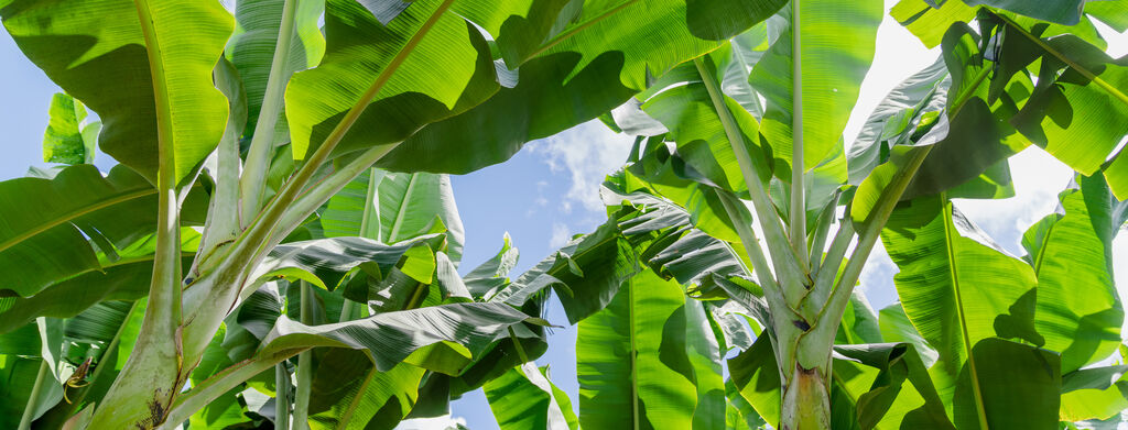 Dole's banana plantation