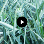 video pinapple plantation