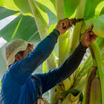 A dole employee on banana farm page
