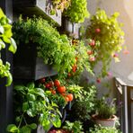 tomatoes and basil on the balcony