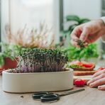 person growing microgreens