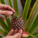 Ananas anpflanzen