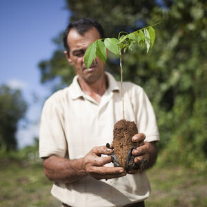 Dole worker with a sapling