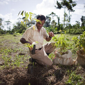 Dole worker with a sapling