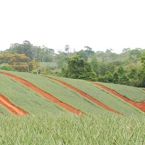 Dole Pineapple Farm