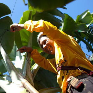 A dole employee on banana farm page