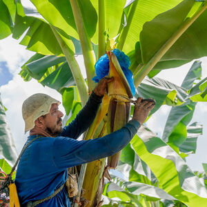 Worker on a Dole Banana Farm