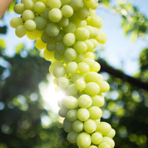 Dole employee holding grapes