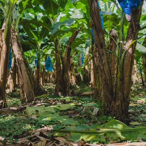 Soil Coverage in dole banana plantation