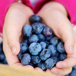 2A-DNN-Kiddies_get_a_Boost_with_Blueberries_too-1338x460