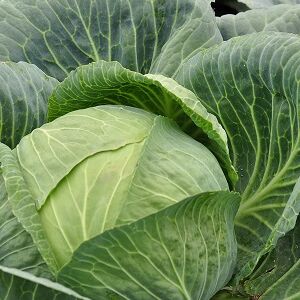 Cabbage-compound-calms-colitis