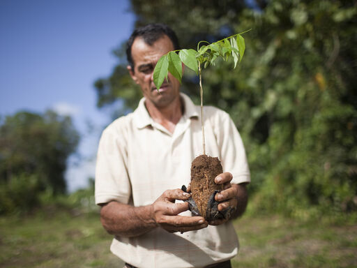 Dole worker with a sapling