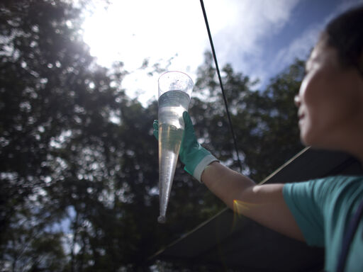 Dole worker looking at a tube of water