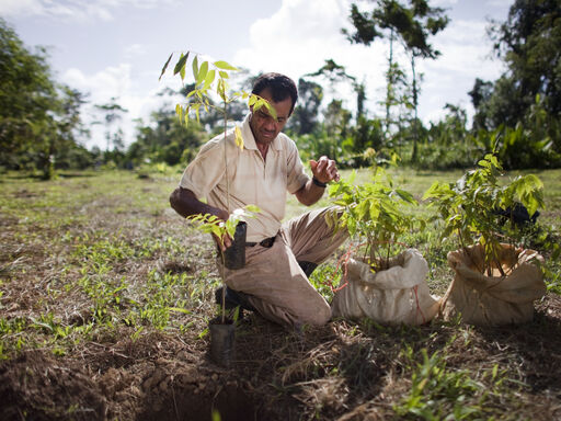 Dole worker with a sapling