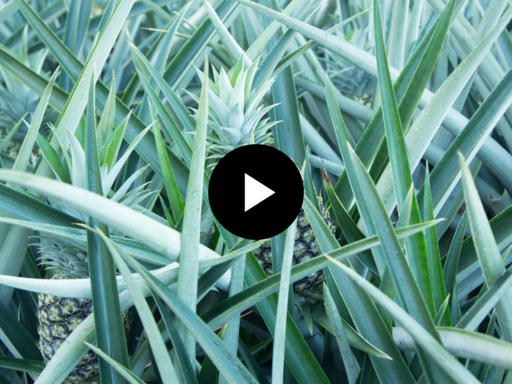 video pinapple plantation