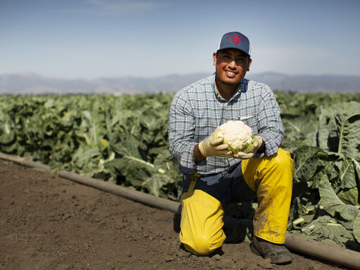 A man in a farm holding a cauliflower in his hand 