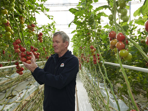 A man standing in a greenhouse holding tomatoes