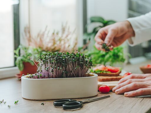 person growing microgreens