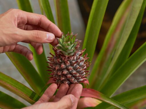 Ananas anpflanzen