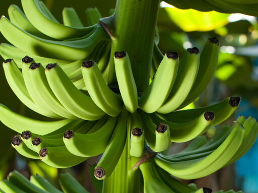 banana-green-sm