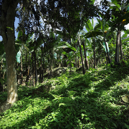 Organic Banana Farm