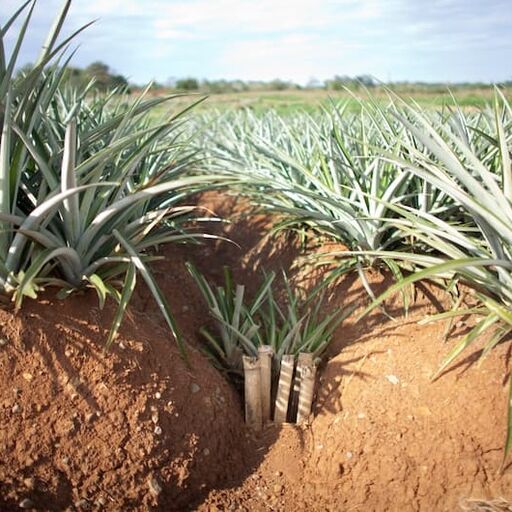 Dole Pineapple plantation