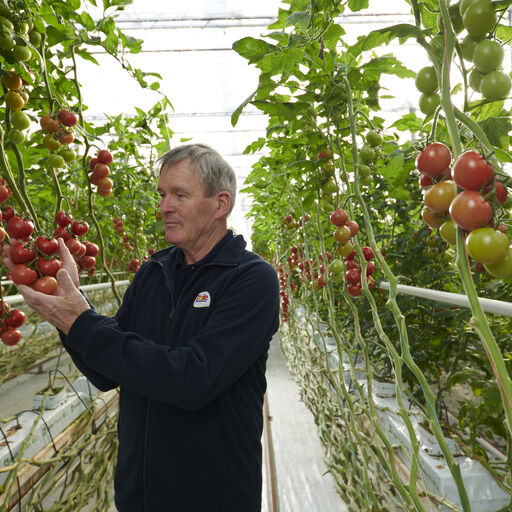 A man standing in a greenhouse holding tomatoes