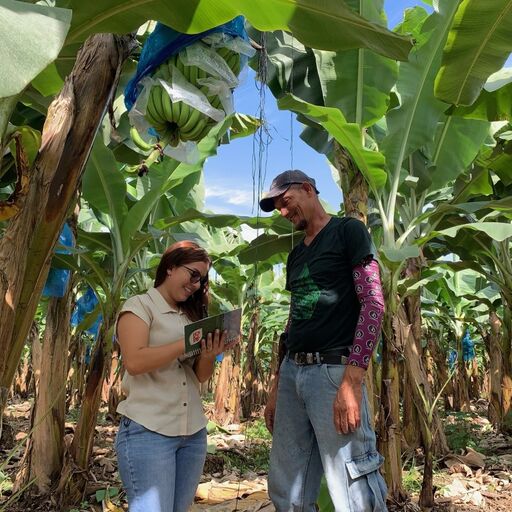 Dole employees at banana plantation