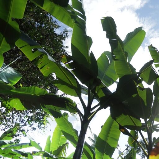 Dole banana plantation