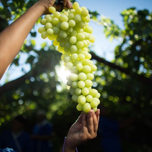 Dole employee with grapes