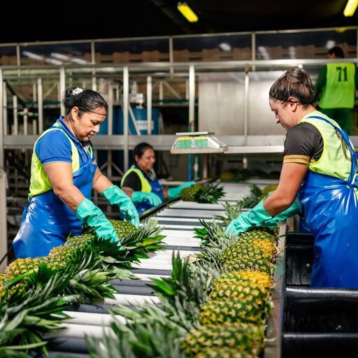 Dole employees sorting pineapples