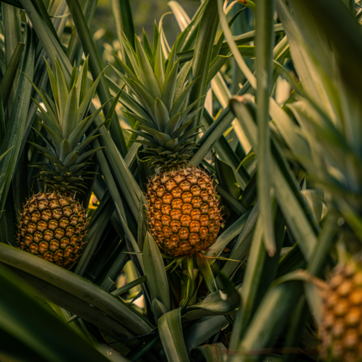 Colado Royale Pineapple plantation
