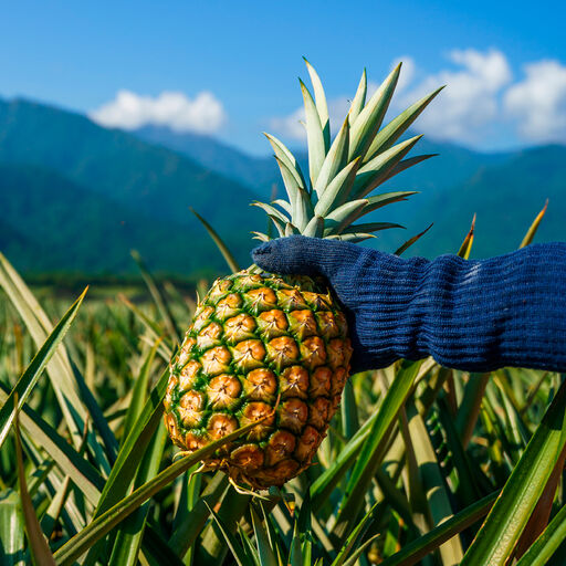 Field of pineapples in Hawaii