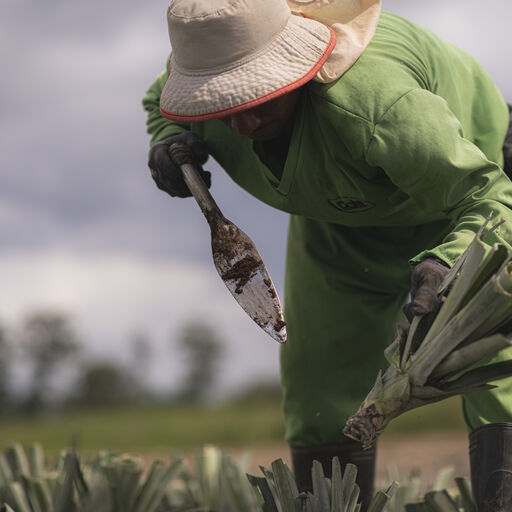 Dole Organic. Man harvesting in a field.