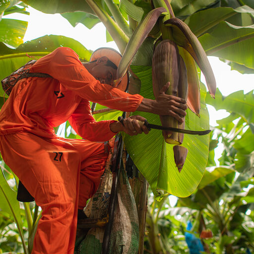 What is Organic? Man harvesting in a tree.