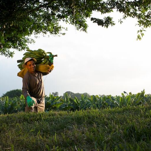 Dole Sustainability Banana Farmer