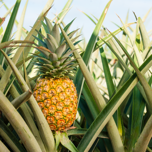 Golden Pineapple on the field