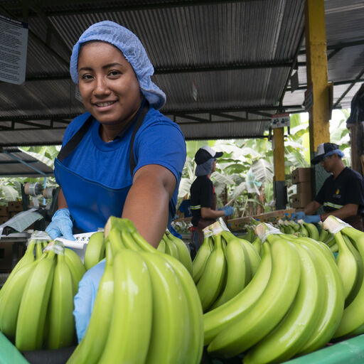 Organic Produce, woman putting out bunches of bananas