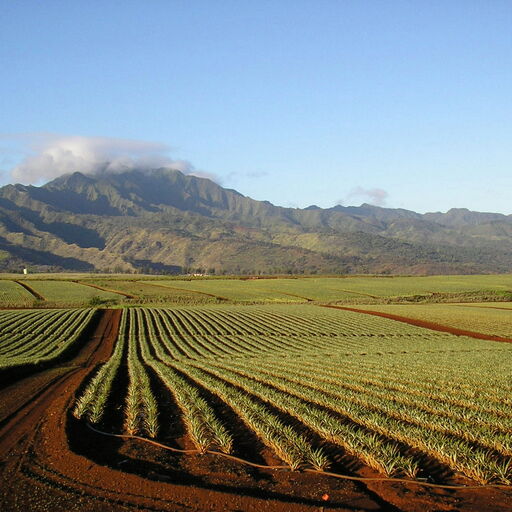 Pineapple Field